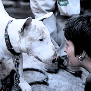 asesoramiento pre y post adopción, perros adoptados