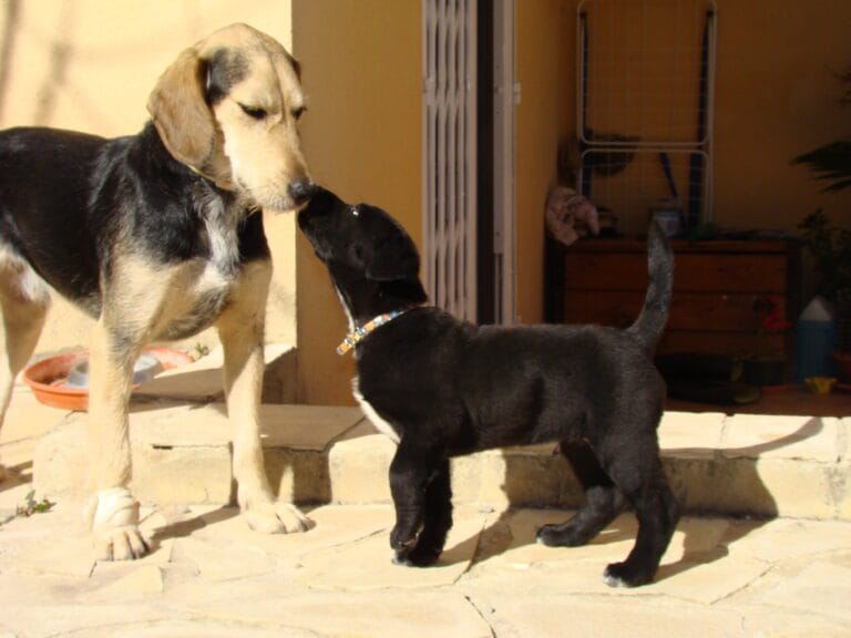 cachorro con un perro adulto equilibrado