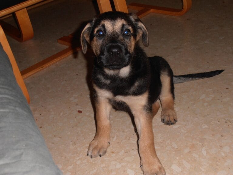 nuevo cachorro en casa