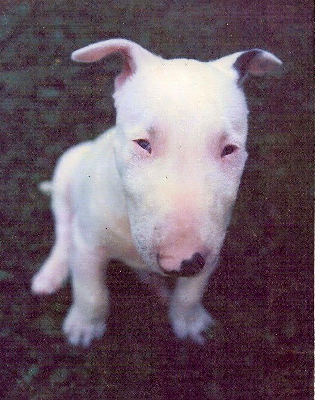 Cachorro Jedy - bullterrier inglés