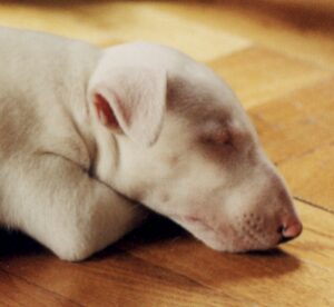 Cachorro EBT, un cachorro sociable, un cachorro comprendido, cómo educar a un cachorro