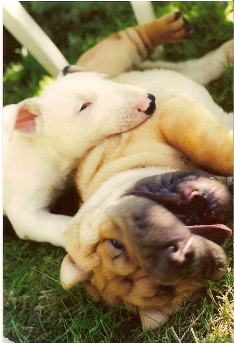 entiende a tu cachorro, educar a tu cachorro