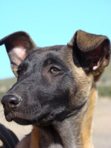 Gula Cachorra Pastor Belga Malinois, cachorros felices