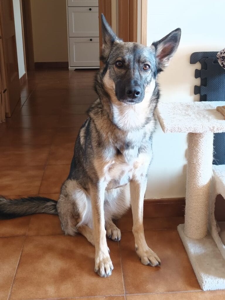 Perra grande pero no adulta