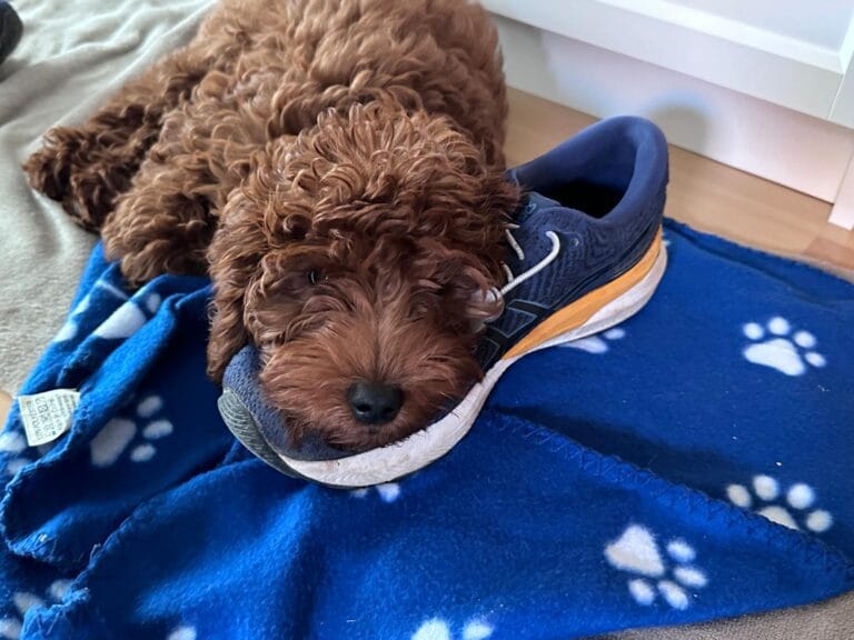 cachorro con una zapatilla