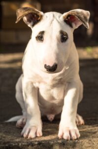 como convertir a tu cachorro en un perro equilibrado. educación para cachorros