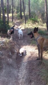 cachorro socializando, socialización de cachorros, cómo socializar a un cachorro