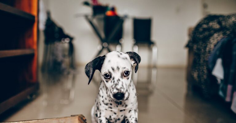 solo en casa cachorro, ansiedad por separación en cachorros, un cachorro triste