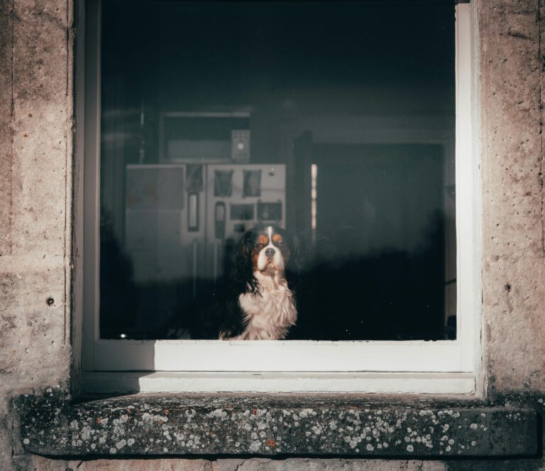 solo en casa cachorro