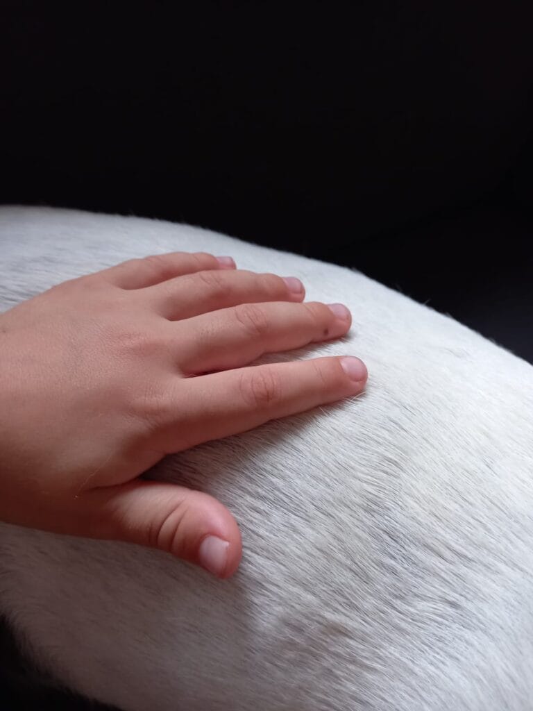 conexión entre un perro y una persona, niño, perro equilibrado