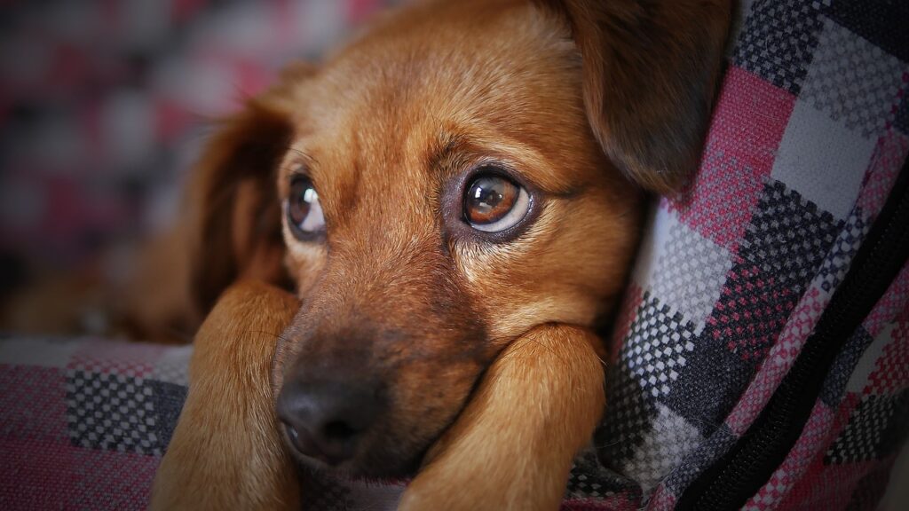 cachorro solo en casa