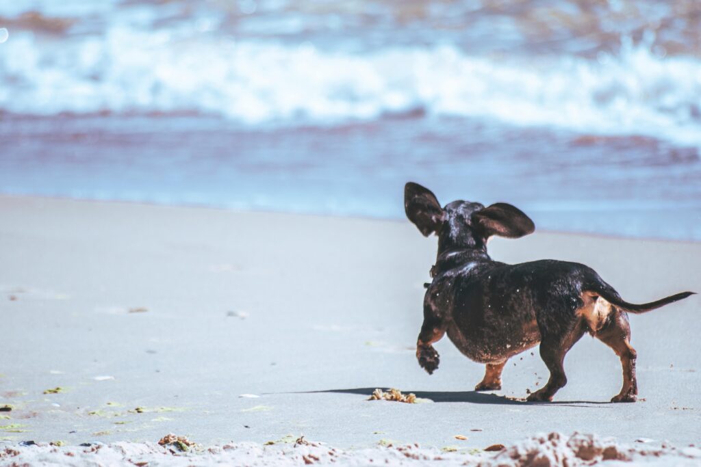 un cachorro corriendo por la playa