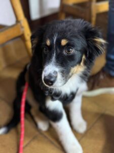 cachorro educado