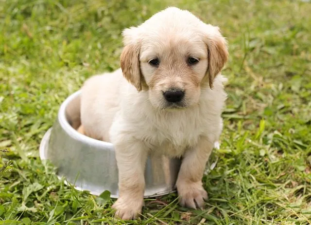 un cachorro de golden sentado en un cuenco. cómo educar a un cachorro