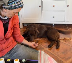 zoofarmacognosis aplicada en perros, terapias naturales