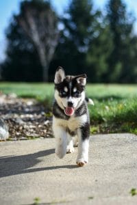 como educar a un cachorro
