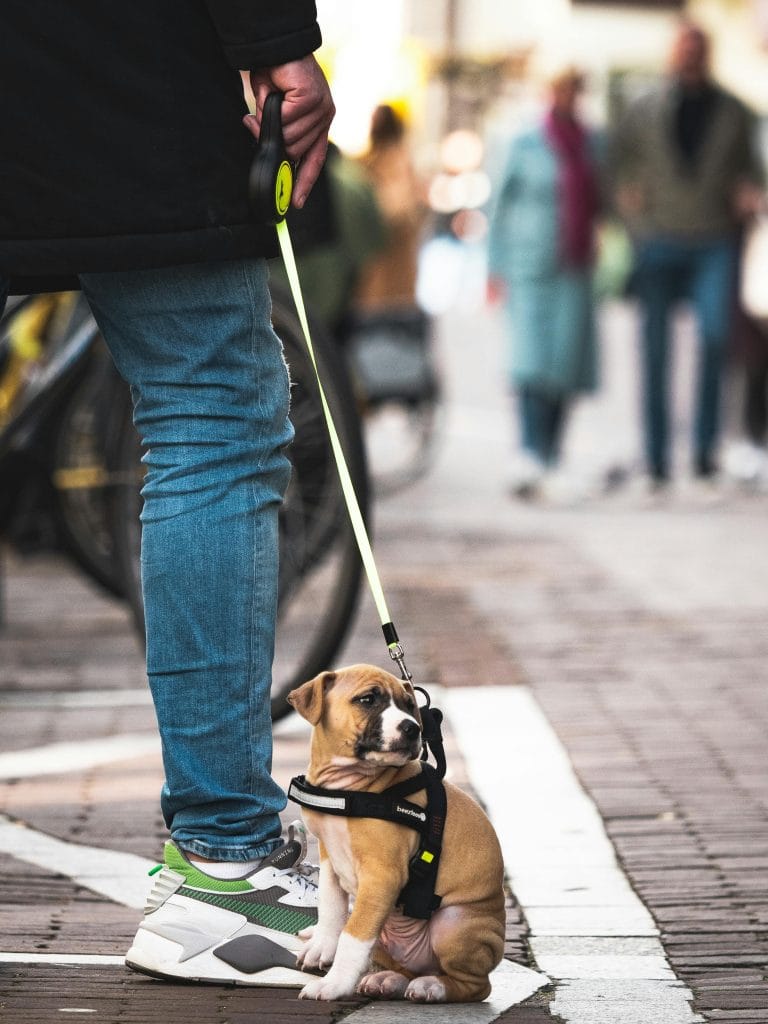 Socialización en los cachorros