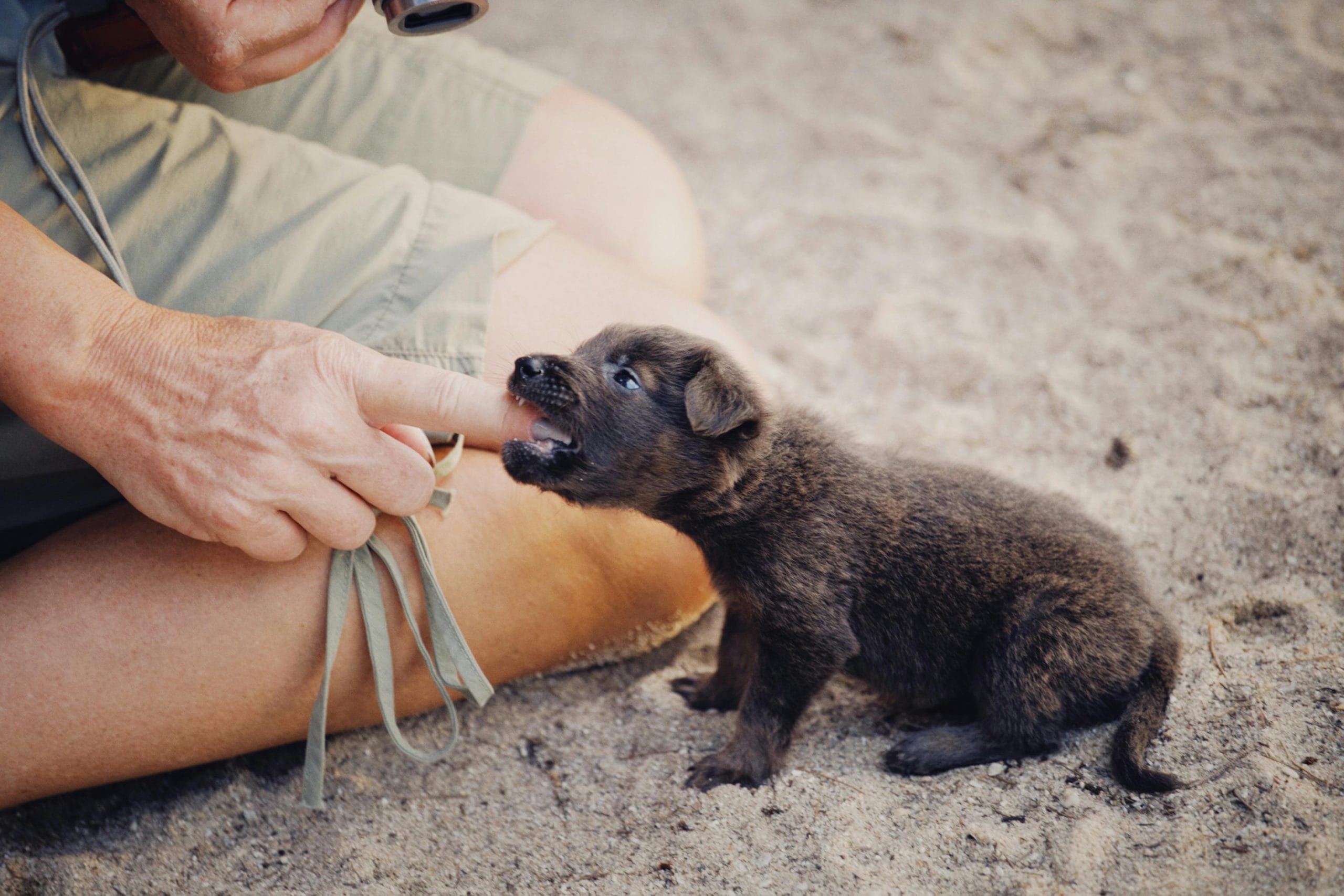cachorro mordiendo la mano