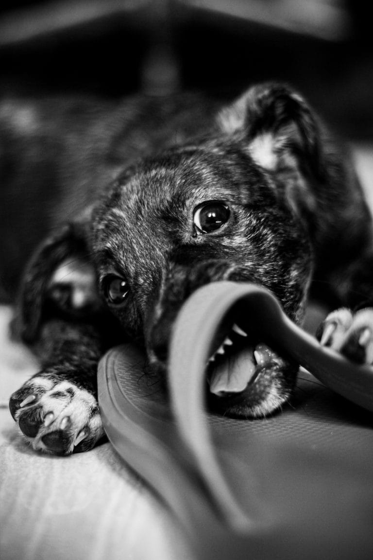 cachorro jugando, mordiendo