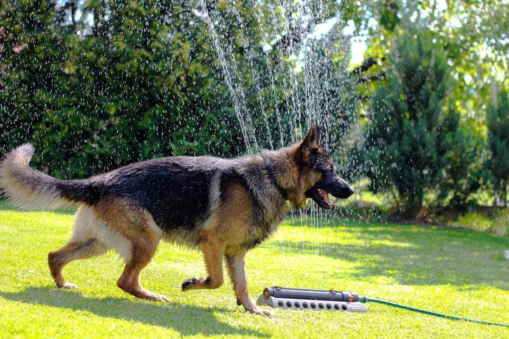 dog, german shepherd, animal, loyalty, pets, four-legged, wolfhound, eb, cute, friendship, nature, cuki, guard dog, attention, look, available tabs, game, sunshine, pet, water, ear, grass, summer, mood, refreshing