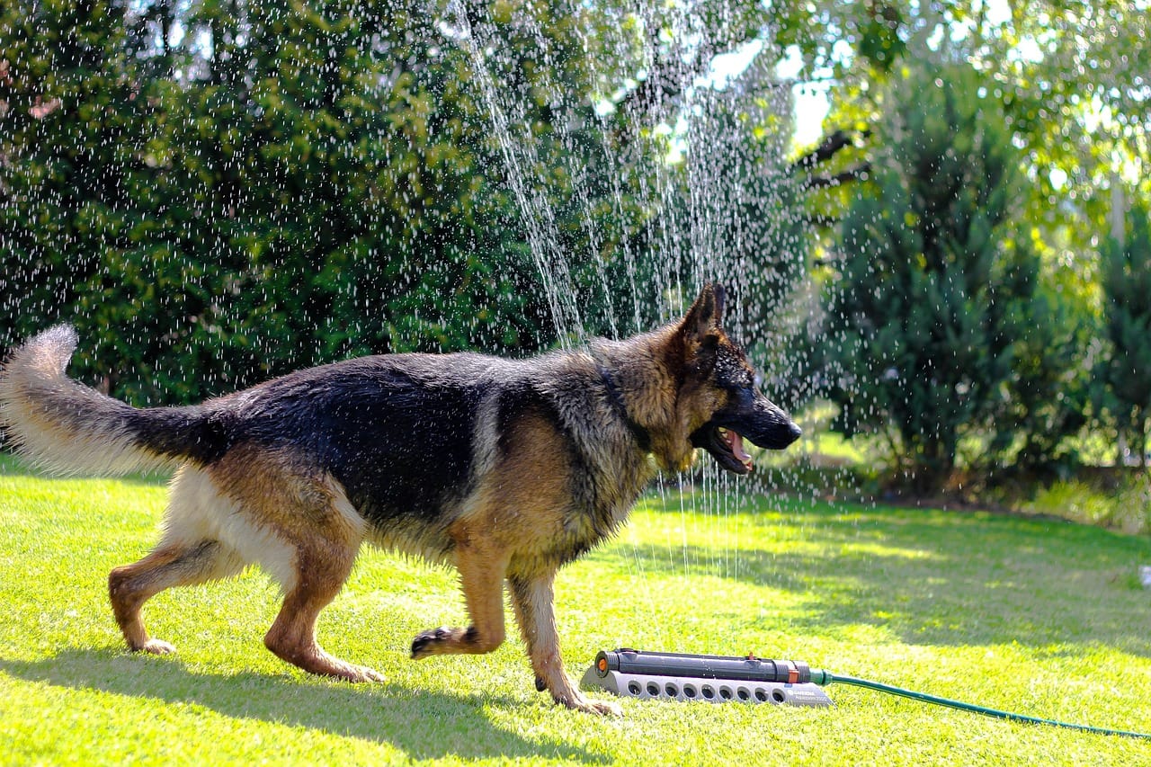 dog, german shepherd, animal, loyalty, pets, four-legged, wolfhound, eb, cute, friendship, nature, cuki, guard dog, attention, look, available tabs, game, sunshine, pet, water, ear, grass, summer, mood, refreshing