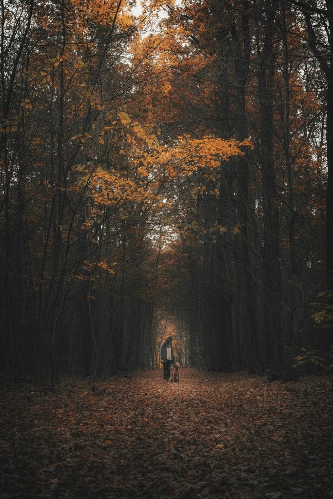 perro y bosque