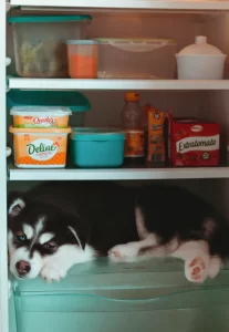 un cachorro dentro de una nevera. como afecta el calor a tu perro