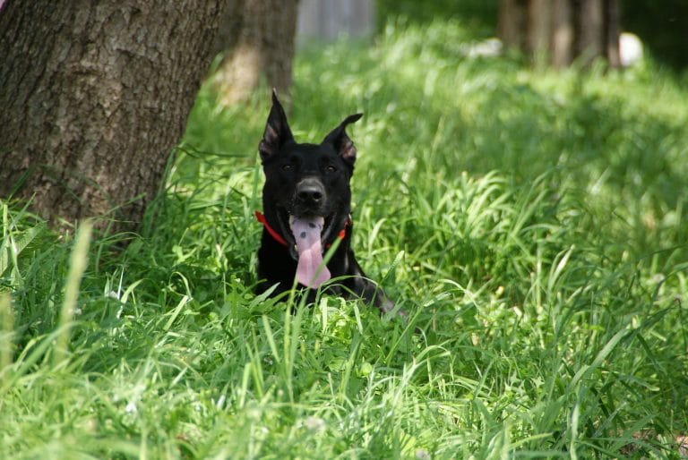 A black dog wearing a red collar sits in vibrant green grass, offering a serene outdoor scene.