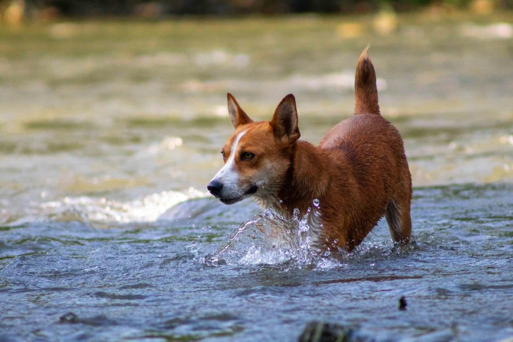 un perro en un río, cómo afecta el calor a tu perro